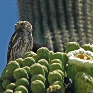 Cactus Ferruginous Pygmy-owl sitting on saguaro blossoms