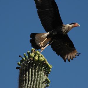 Crested caracara taking flight from saguaro