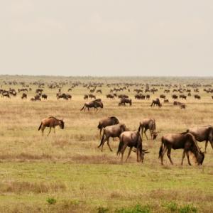 Tanzania Africa, January 2011