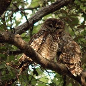 Pair of spotted owls in the Sierra Oposura