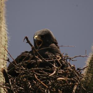 Zone-tailed hawk in nest built in saguaro